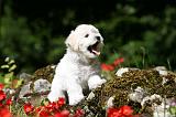 BICHON FRISE 544